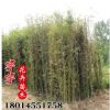 基地直銷青竹苗 青皮竹子苗 四季常青 庭院綠化觀賞 淡竹苗