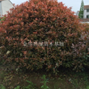 大豐紅葉石楠球紅葉石楠，紅葉石楠球，紅葉石楠樹(shù)