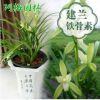 蘭花苗鐵骨素銀針素心建蘭蘭花苗盆栽植物花卉創(chuàng)意綠植