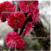 批發(fā)優(yōu)質紅梅苗 大規(guī)格紅梅樹苗 優(yōu)質紅梅小苗 規(guī)格齊全基地直銷
