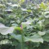2公分3公分紅玉蘭最新價格
