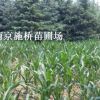 8米雪松報價