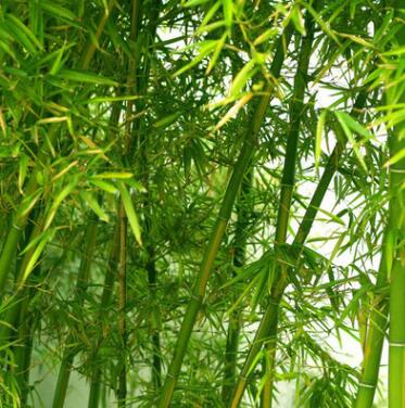 批發青竹 黃金竹 紫竹 金鑲玉竹 庭院觀賞植物園林綠化毛竹