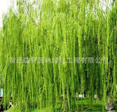 基地供應(yīng)綠化苗木垂柳 金絲垂柳 綠化工程 行道樹 庭院專用