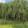 2-7cm青皮垂柳低價(jià)大量出售