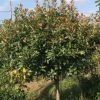 2m冠幅高桿紅葉石楠80cm分支
