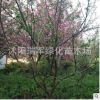 基地供應(yīng) 美人梅樹苗 當(dāng)年開花 繁花具香 批發(fā)綠化苗 美人梅