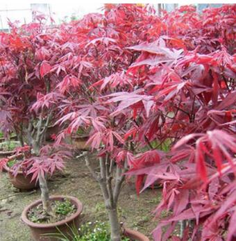 日本紅楓苗批發 園林綠化苗木 紅楓小樹苗價格