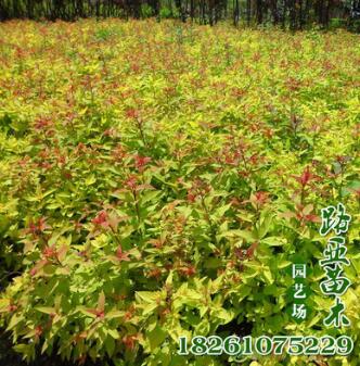 基地批發灌木金山繡線菊 金焰繡線菊 柳葉繡線菊 工程綠化苗木