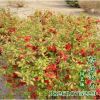 批發鐵桿海棠苗 庭院觀花植物 小區公園綠化苗木 工程用苗