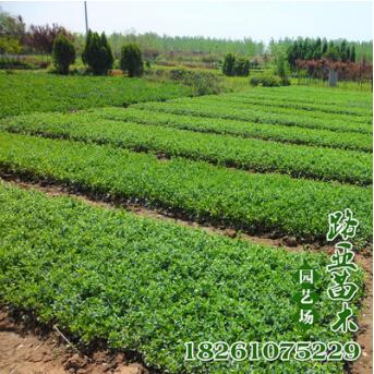 批發苗木 扶芳藤小苗 爬藤植物 工程苗 小葉扶芳藤苗 四季常綠