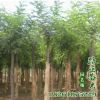 批發刺槐樹苗 刺槐小苗 工程綠化苗木 規格齊全 量大優惠