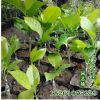 批發紫白玉蘭樹苗 綠化工程 紫玉蘭 行道樹 規格齊全 成活率高