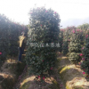 茶梅柱H180-230