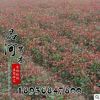 批發 綠化苗木 營養杯紅葉石楠 紅葉石楠苗 石楠樹 規格齊全