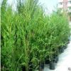 【蘇湘花卉】供應(yīng)各種苗木花卉 大量批發(fā) 優(yōu)良 東北紅豆杉