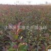 常年供應(yīng)單桿紅葉石楠批發(fā) 胸徑2-5公分 量大價格優(yōu)惠