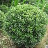 供應(yīng)冬青球批發(fā) 護(hù)坡綠化 株高50-150cm 規(guī)格齊全 量大價格優(yōu)惠