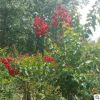 供應(yīng)紅火箭紫薇批發(fā) 又稱百日紅紫薇 護(hù)坡綠化 規(guī)格齊全 價格優(yōu)惠