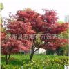 供應(yīng)美國紅楓批發(fā) 苗木 工程綠化 株高1-2公分 量大優(yōu)惠