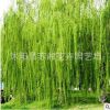 供應(yīng)各種工程綠化苗木 大量批發(fā) 價格優(yōu)惠 優(yōu)良 金絲垂柳苗