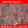供應 綠化小苗 日本 紅楓小苗 規格齊全 量大優惠