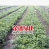 海桐球綠化工程苗 樹形美 綠化灌木 海桐球 海桐小苗 量大從優