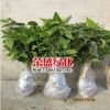 批發臘梅苗嫁接臘梅花 蠟梅樹 臘梅小苗 工程苗綠化苗 規格全