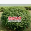 有刺構骨 綠化球類 無刺枸骨球 綠化苗木 球形飽滿 量大從優