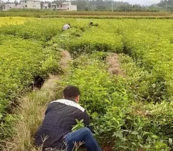 地徑9-10桂花