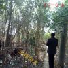 大量供應水杉，香樟、桂花，廣玉蘭，欒樹，杜英，無患子等