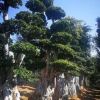 福建多層冠幅小葉榕樁頭（葫蘆造型小葉榕）別墅小區(qū)綠化苗木價(jià)格