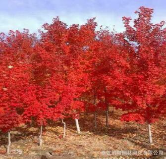 基地直銷十月光輝紅楓 改良紅楓種子質(zhì)優(yōu)價(jià)廉 十月光輝紅楓