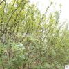 產地直銷九葉青花椒苗 現貨出售易成活花椒苗 供應多品種花椒苗