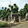 福建基地大量批發各種規格小葉榕，造型榕樹，價格便宜