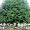 湖北骨架香樟、湖北叢生大桂花