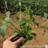 基地大量批發優質柳葉馬鞭草 馬鞭草 大面積綠化花卉 觀賞花