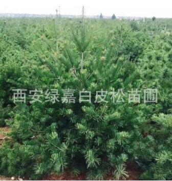 批發華山松 3-3.5精品苗 華山松造型優美 精品華山松 西安華山松