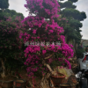 造型三角梅漳浦三角梅樁頭盆景價(jià)格%漳州紅花九重葛（葉子花）小葉榕樁頭2018產(chǎn)地價(jià)格