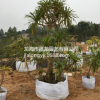 龍血樹室內(nèi)外大型觀賞植物盆栽 盆景 龍須樹 觀葉植物 凈化空氣