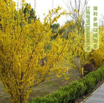 迎春、連翹花綠化苗批發價格，南北方園林小區觀賞綠化工程苗