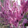 大小榆葉梅樹苗價格，園林綠化觀花行道樹品種，基地直銷量大價優(yōu)