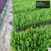 小葉黃楊苗批發(fā)價格，南北方園林綠化工程苗品種，四季常青好成活