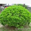 大小葉黃楊球球形整齊精神氣足易于管理優(yōu)質貨源北京現貨
