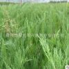 沙地柏苗直銷 工程護(hù)坡綠化苗 四季常青 沙地柏地被植物