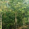 供應(yīng)3-8公分絲棉木 白杜 桃葉衛(wèi)矛
