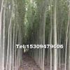 新疆楊價(jià)格 新疆楊多少錢(qián)