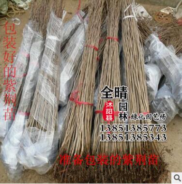 批發紫荊樹苗 紫荊花紫荊小苗紅花紫荊滿條紅庭院綠化樹苗批發