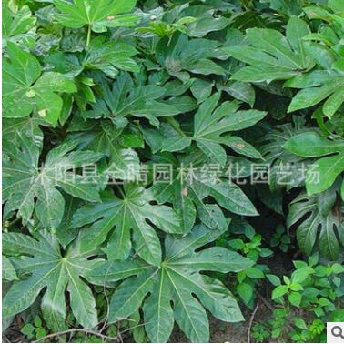 基地直銷八角金盤 八角金盤盆栽小苗 四季常青 優(yōu)質(zhì)綠化苗批發(fā)