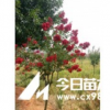 供應金華毛鵑價格咨詢，浙江茶梅供應商，貨好價優